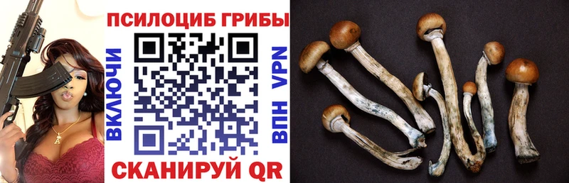 закладка  Людиново  Галлюциногенные грибы GOLDEN TEACHER 