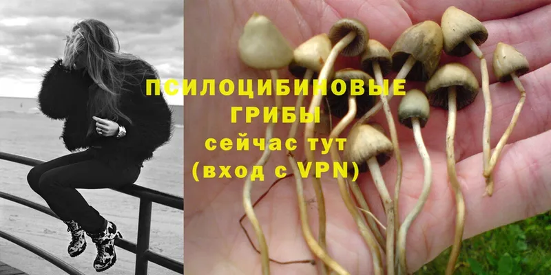 Галлюциногенные грибы Psilocybe  наркота  Людиново 